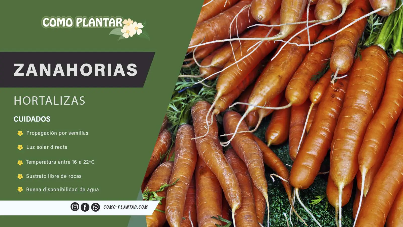 Guía y cuidados para el cultivo de la zanahoria