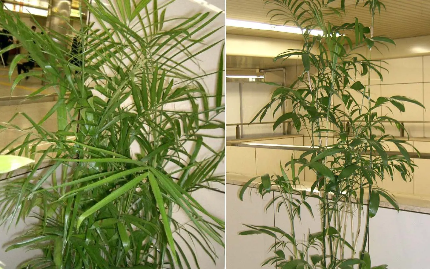 como cuidar y cultivar palma bambú o Chamaedorea seifrizii