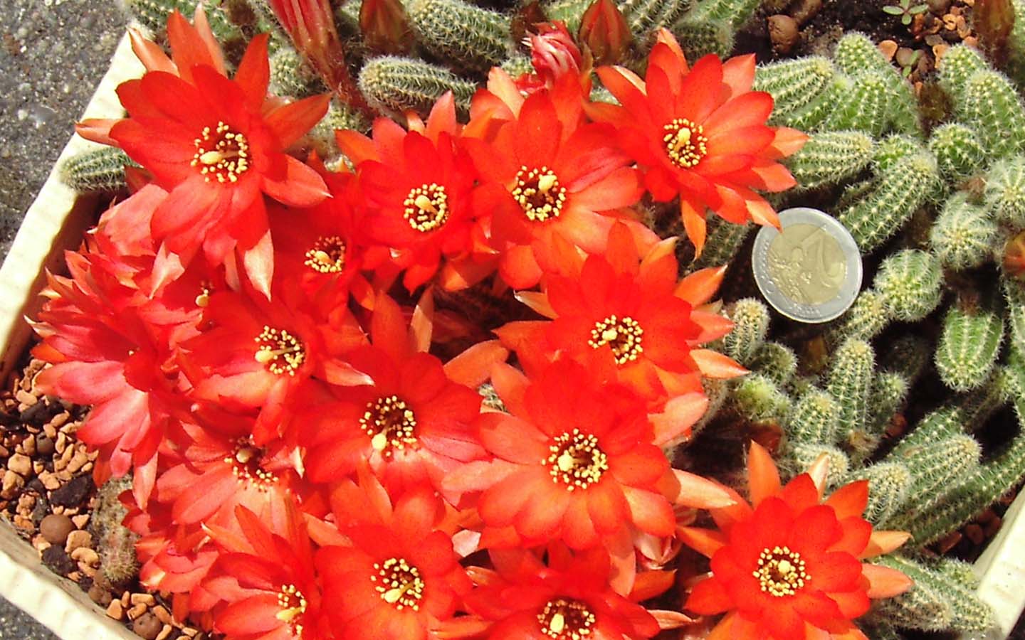 cuidar y cultivar cactus cacahuete o Echinopsis chamaecereus