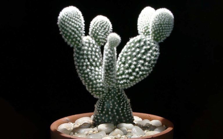 Como cuidar y cultivar cactus oreja de conejo o Opuntia microdasys