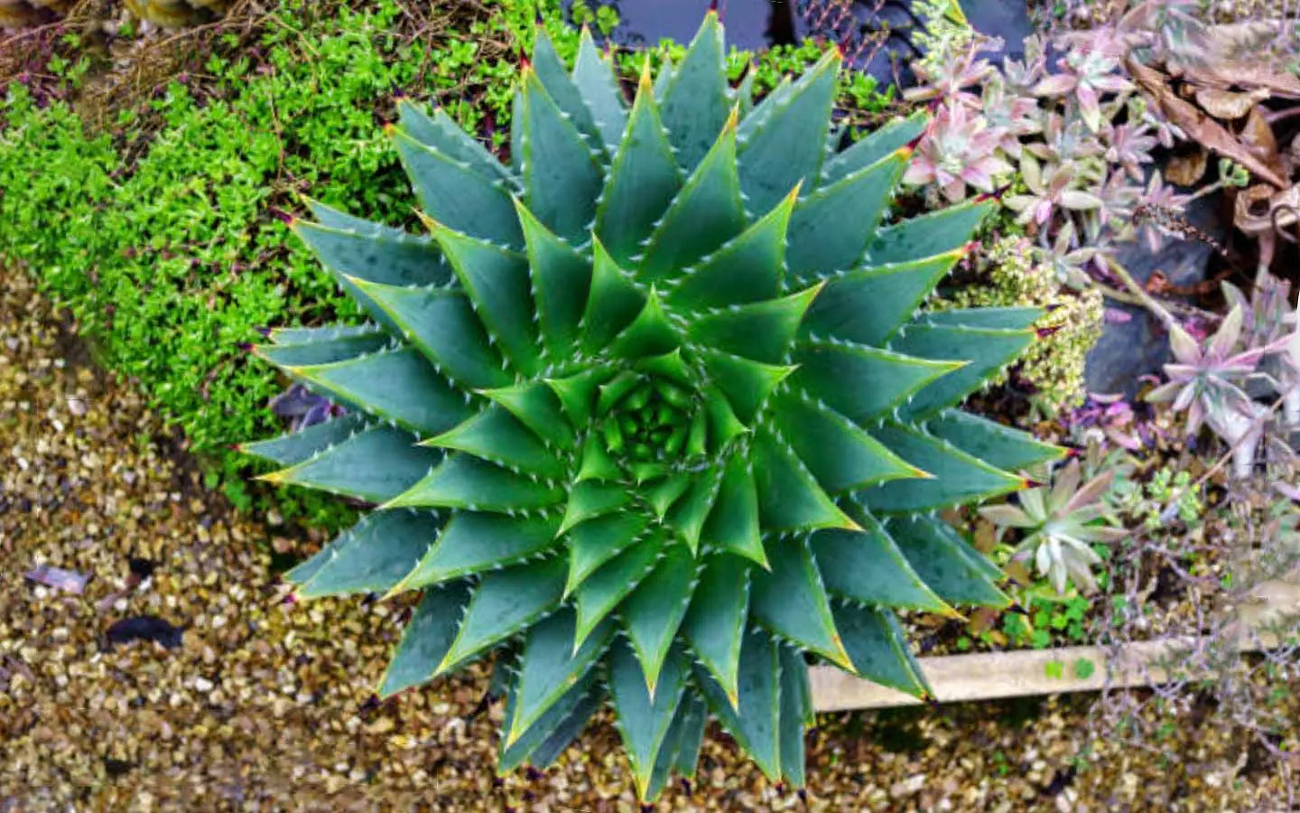 cuidar y cultivar el aloe espiral-Aloe polyphylla