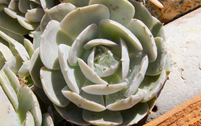 Aprende a cuidar y cultivar Rosa de Alabastro o Echeveria elegans