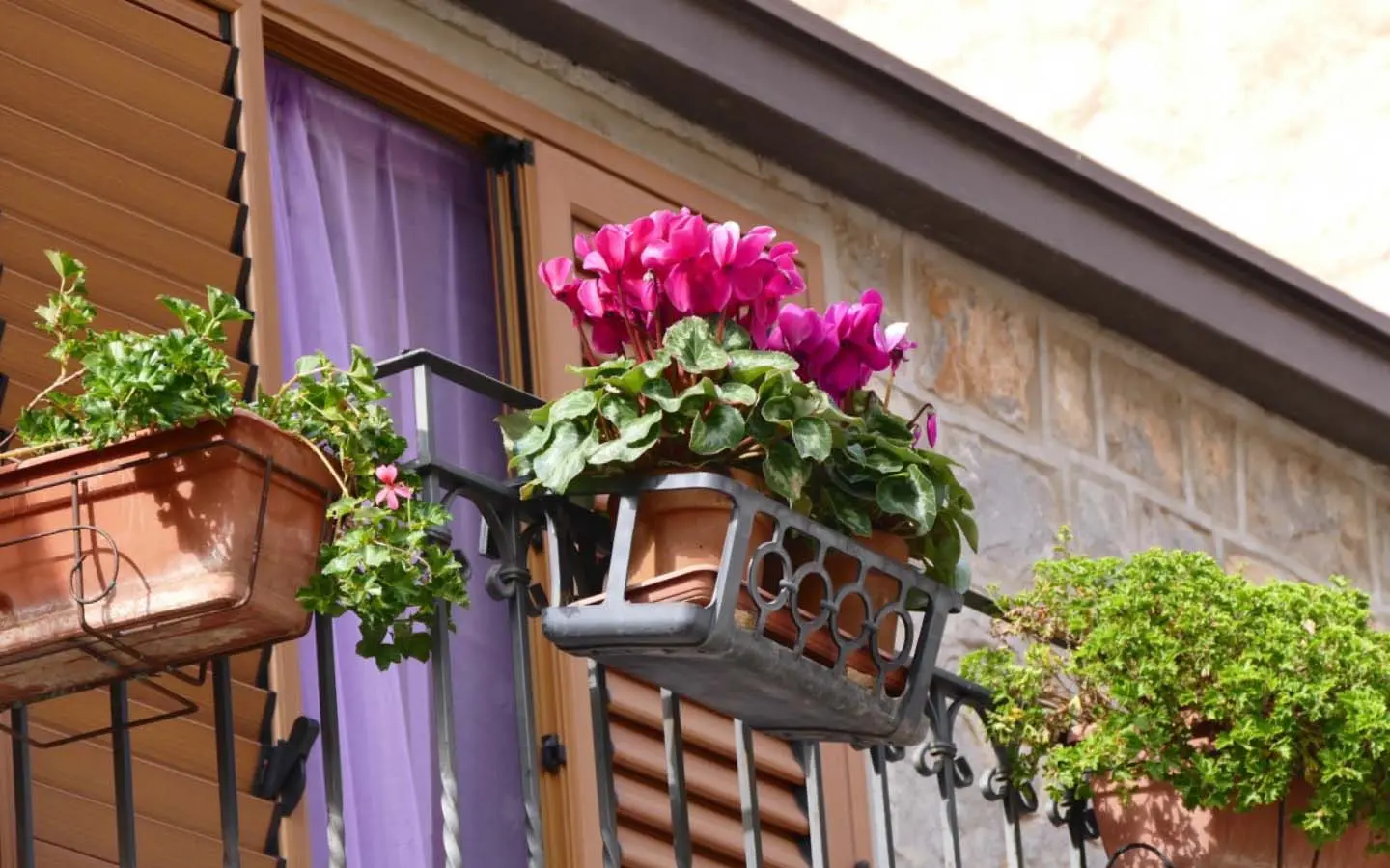 Conoce plantas para balcon