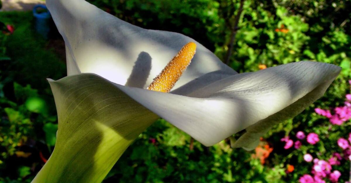 ¿Cómo plantar alcatraz? - Conoce algunos cuidados con esta bella flor