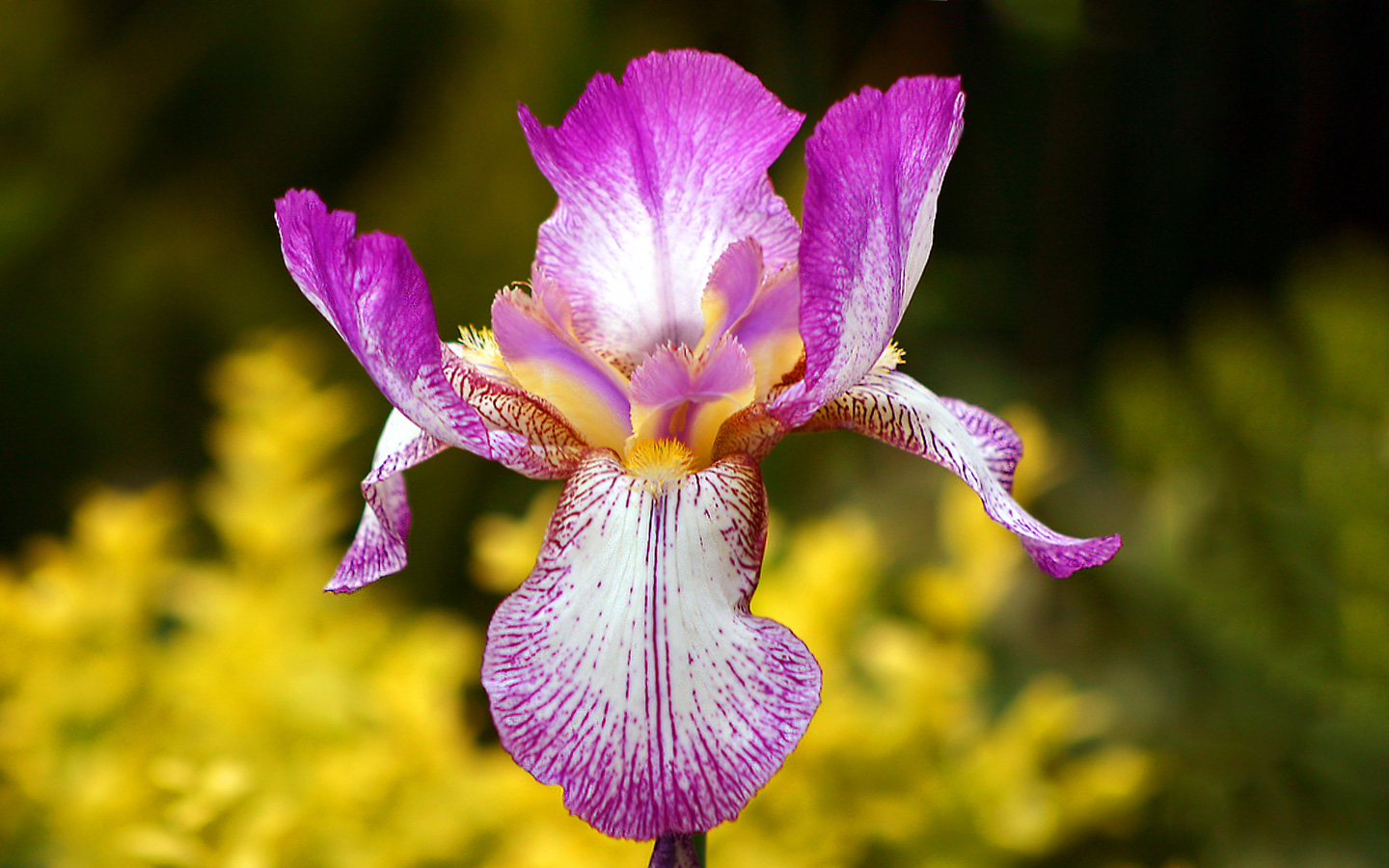 como plantar flor de iris