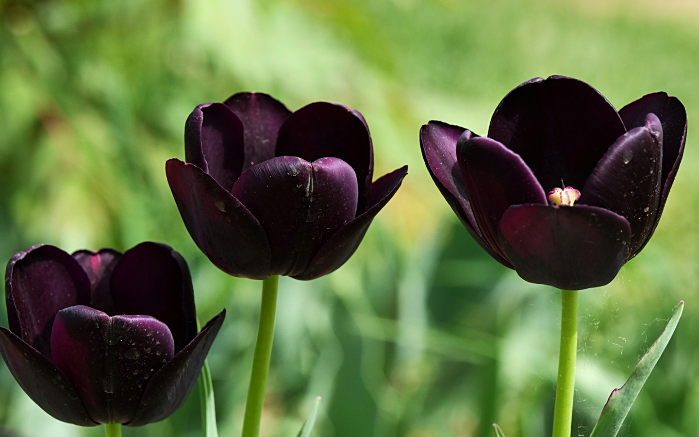 Flores Negras - Especies exóticas para embellecer tu jardín