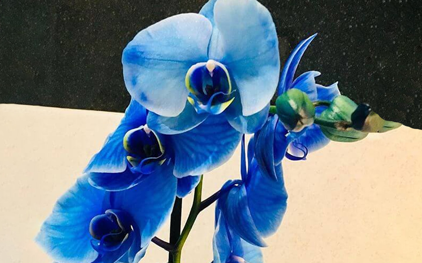 orquidea azul es un mito