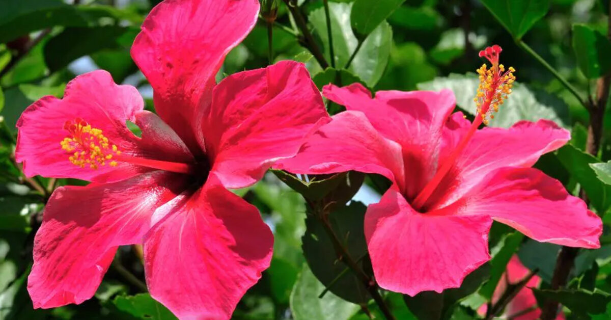 Cuidar Hibisco C Mo Cultivar Beneficios Y Caracter Sticas