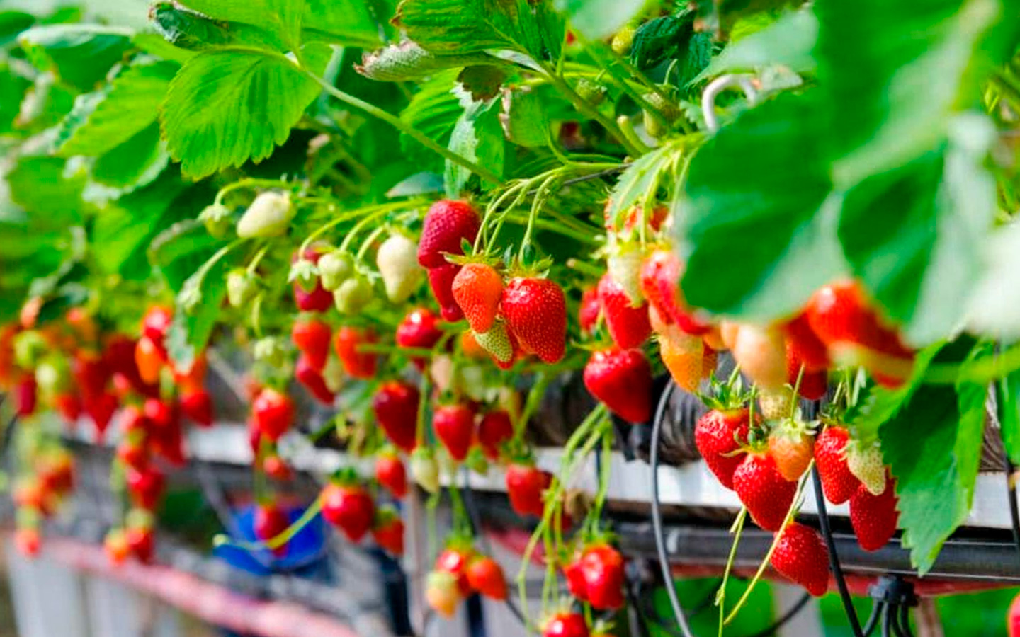 cuidados y como plantar fresas en maceta