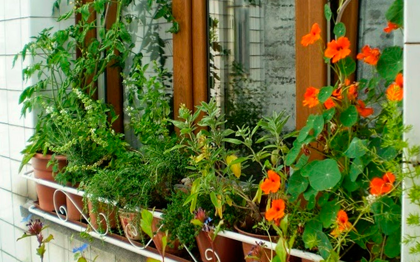 plantas para ventanas soleadas