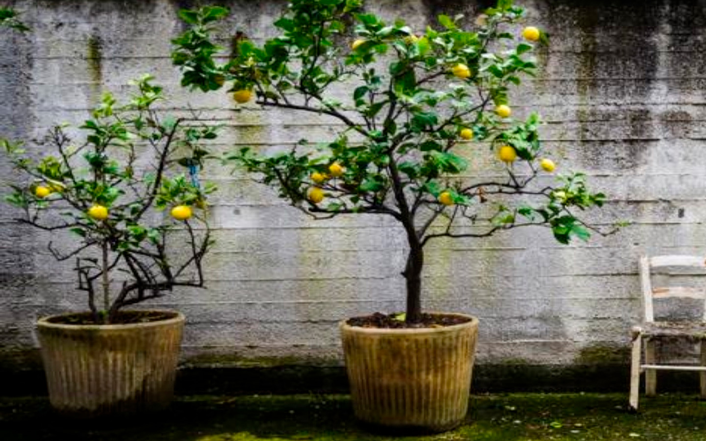 como plantar limon en maceta