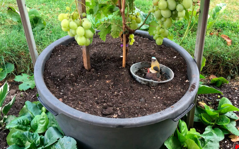 como plantar uvas en macetas