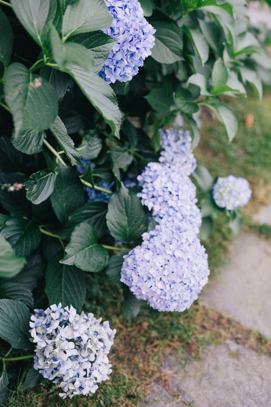 close up shot of blue hortensia flowers