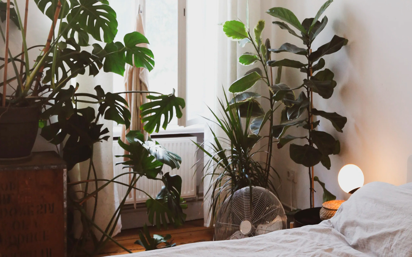 Beneficios de tener plantas en tu dormitorio