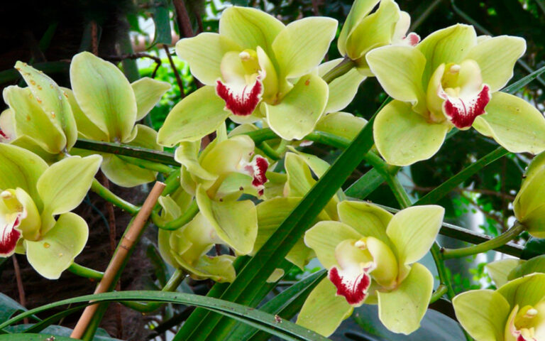 cuidra la Orquídea cymbidium
