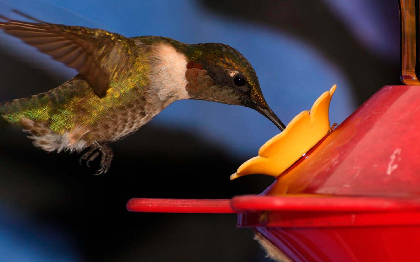 como atraer colibries