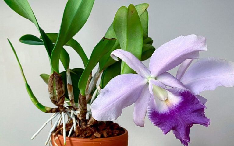 Cultivo orquídeas Cattleya